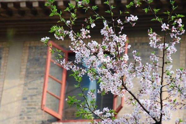 櫻花