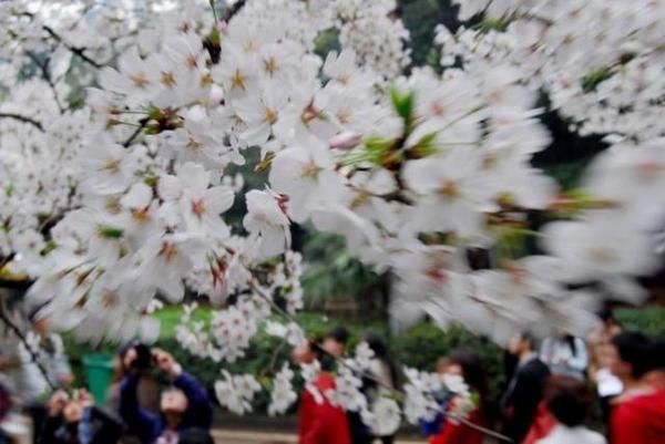 武漢大學櫻花