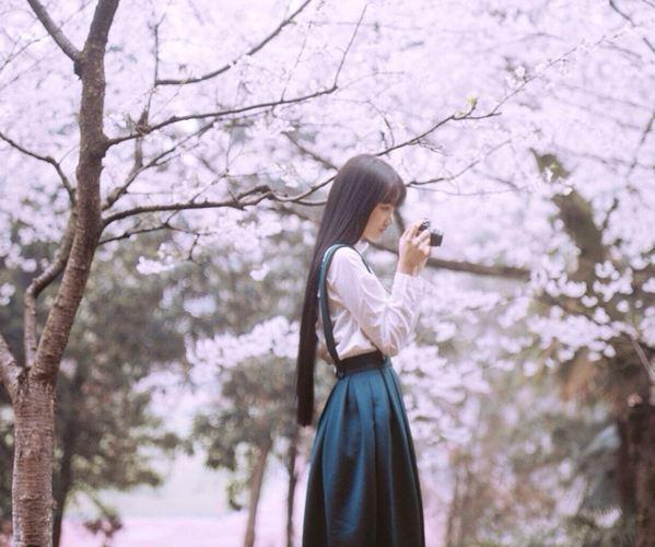 賞櫻花