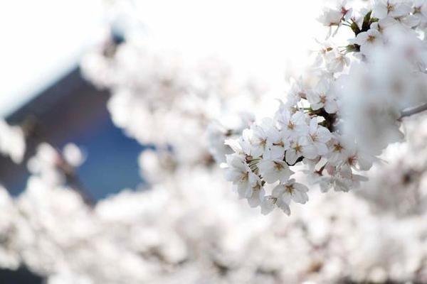 賞櫻花