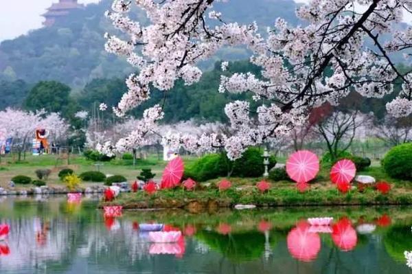 賞櫻花