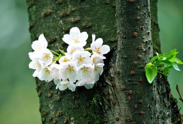 賞櫻花